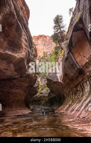 Magnifica gola della metropolitana, punto di riferimento nel Parco Nazionale di Zion nello Utah, USA Foto Stock