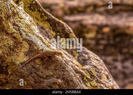 Una piccola lucertola che si posa su una roccia nel Parco Nazionale di Zion, USA Foto Stock