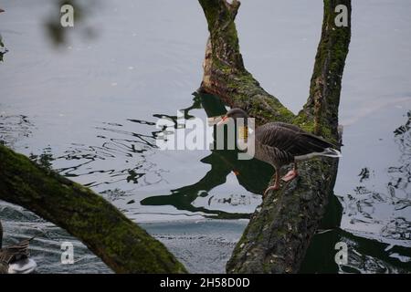 Oche grigie o grigielag (Anser anser, anatidae). Qui fauna selvatica con colletto attaccato per studi ornitologici di percorsi di viaggio. Garbsen, Germania Foto Stock