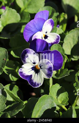 Primo piano di pantie viola e bianche che crescono in primavera Foto Stock