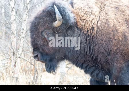 Profilo laterale di pianure testa bisonte spalle a piedi a sinistra. Alberi sullo sfondo Foto Stock