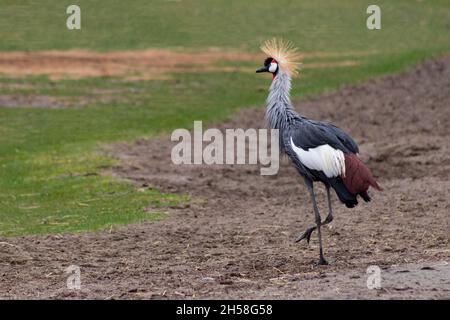 Uccello africano crowned della gru, corpo pieno, camminando lateralmente in pioggia, fangoso, con erba verde Foto Stock