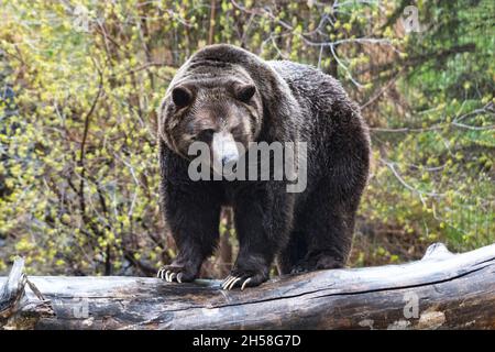 Orso Grizzly in piedi sul log in pioggia, rivolto verso la telecamera con testa in giù, corpo pieno, alberi sullo sfondo Foto Stock