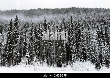 Alberi innevati in bianco e nero immagine fuori da Jasper dopo la tempesta invernale Foto Stock