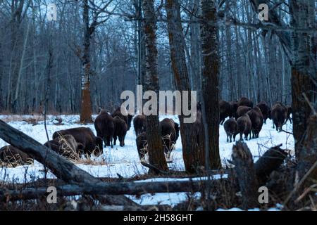 Un gregge di bisonti a piedi, negli alberi al crepuscolo in inverno. Foto Stock