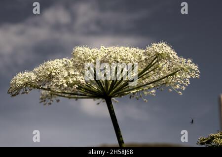 Luna-carota (Seseli libanotis) infiorescenza contro il cielo blu Foto Stock