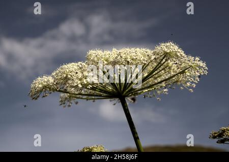 Luna-carota (Seseli libanotis) infiorescenza contro il cielo blu Foto Stock