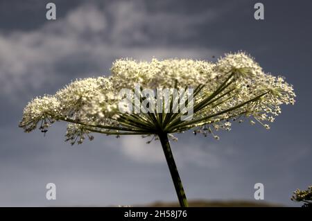 Luna-carota (Seseli libanotis) infiorescenza contro il cielo blu Foto Stock