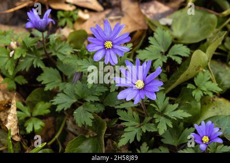 Gruppo di Anemone blanda blu in fiore in primavera Foto Stock