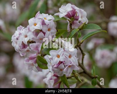 Primo piano di rosa pallido Daphne bholua Jacqueline Postillet in inverno Foto Stock