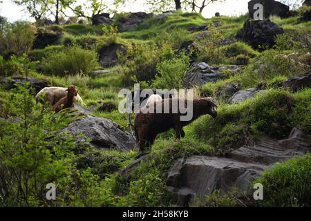 Pecore che pascola nelle colline Foto Stock