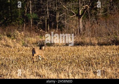 Buca di cervo dalla coda bianca (odocoileus virginianus) che corre attraverso un campo di mais a Wausau, Wisconsin durante il Rut nel mese di novembre, orizzontale Foto Stock