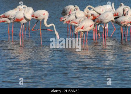 Primo piano di un gregge selvaggio di guado, riflesso Flamingos nel delta del fiume Rodano di Francia. Foto Stock