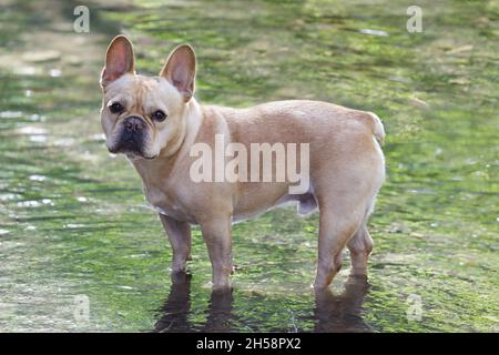 5-Year-Old Tan Female Frenchie in un torrente nel nord della California. Foto Stock