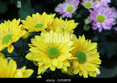 Primo piano di sfondo giallo e verde mamme centrate Foto Stock