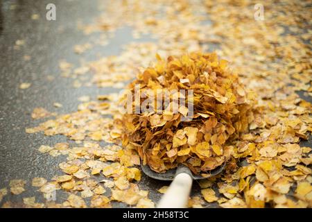 Un sacco di foglie su una pala. Pulizia delle foglie bagnate in autunno. Il janitor pulisce la strada. Ripristino dell'ordine in cantiere. Foto Stock