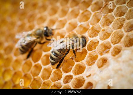 Macro foto di api da lavoro su nidi d'ape. Immagine dell'apicoltura e della produzione del miele Foto Stock