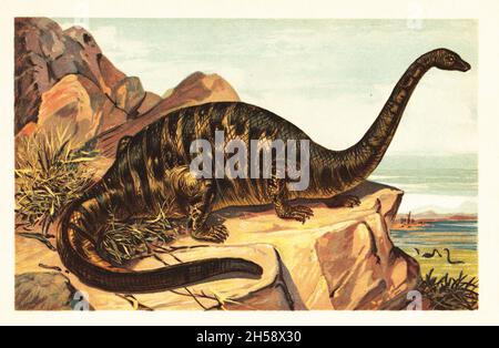 Brontosaurus excelsus, specie estinta di dinosauro sauropodico quadripolare gigantesco del tardo Giurassico. Brontosaurus excelsus Marsh. Illustrazione stampata a colori da F. John di Wilhelm Bolsche Tiere der Urwelt (Animals of the Prehistoric World), Reichart Cocoa Company, Amburgo, 1908. Foto Stock