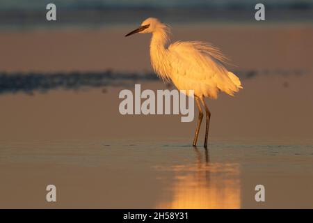 Pesca alla bretella bianca morph rossastra (Egretta rufescens) Foto Stock