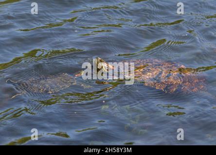 Due slider rossi stanno nuotando nel lago al Brazos Bend state Park, Texas Foto Stock