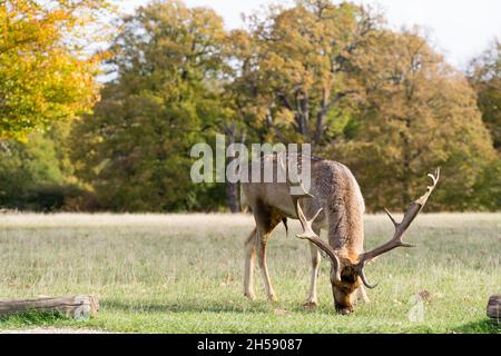 Il cervo allow pascolo sotto il pomeriggio d'autunno soleggiato a Sevenoks Weald Kent UK Foto Stock