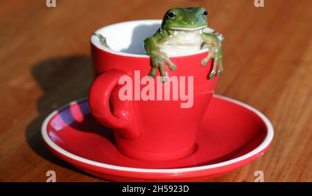 Una bella rana verde australiana grande albero arrampicata o guardando fuori da un caffè rosso luminoso o tè tazza su un bel tavolo di legno. Foto Stock