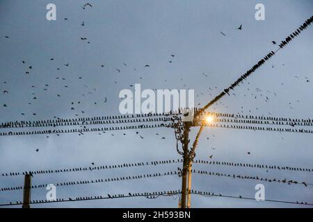 Blackbirds radunarsi a El Reno, Oklahoma Foto Stock