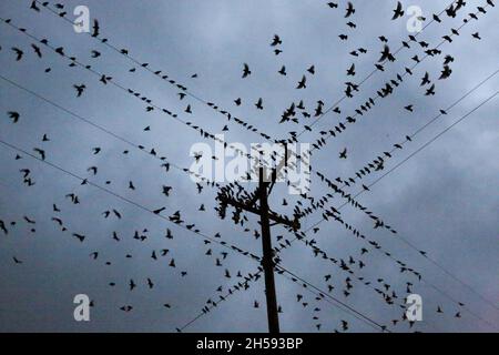 Blackbirds radunarsi a El Reno, Oklahoma Foto Stock