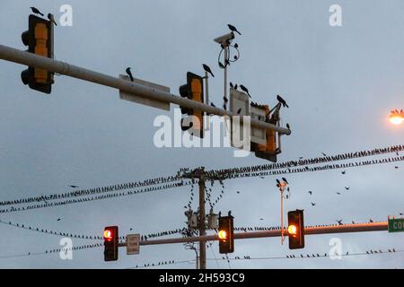 Blackbirds radunarsi a El Reno, Oklahoma Foto Stock