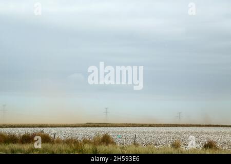 Campi di cotone lungo la I40, Texas Panhandle Foto Stock