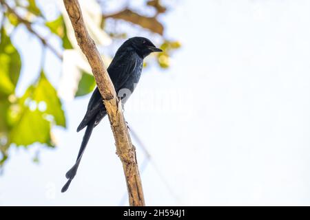 Immagine di Drongo (Dicrurus paradiseus), a coda di racchetta, arroccato su un ramo su sfondo naturale. Uccello. Animali. Foto Stock