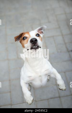 Il cane si alza sulle gambe posteriori e chiede cibo. Jack Russell Terrier. Foto Stock