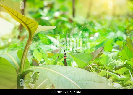 Albero di teak giovane e irrigatore impianto verde in campo agricolo. Irrigatore per agricoltura. Sistema di irrigazione di giardino. Manutenzione degli sprinkler Foto Stock