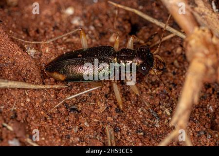 Coleotteri metallici adulti del genere Tetracha Foto Stock