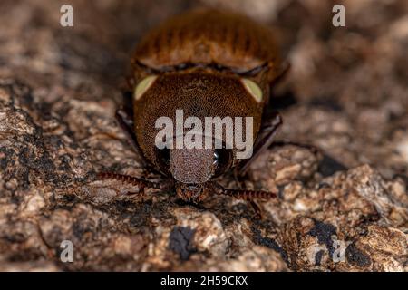 Adulto fuoco Clicca Beetle del genere Pyrophorus Foto Stock