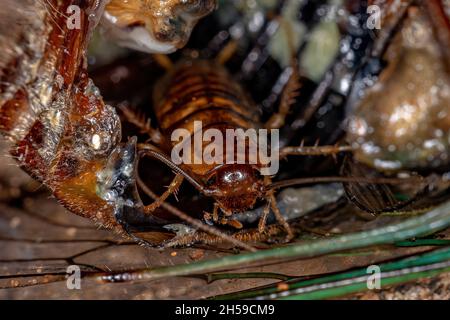 Piccolo Cockroach in legno Nymph della famiglia Ectobiidae all'interno di una cicada che mangia i suoi interni Foto Stock