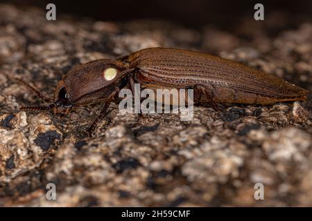 Adulto fuoco Clicca Beetle del genere Pyrophorus Foto Stock