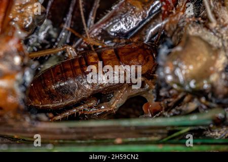 Piccolo Cockroach in legno Nymph della famiglia Ectobiidae all'interno di una cicada che mangia i suoi interni Foto Stock