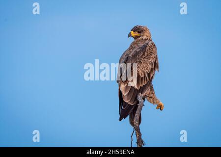 Steppa aquila o Aquila nipalensis ritratto in cielo blu naturale sfondo Foto Stock