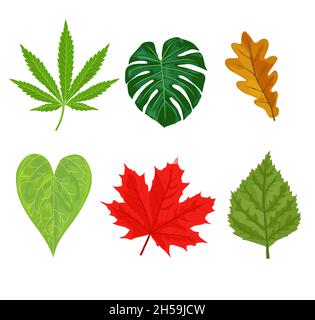 Foglie d'autunno. Foglia di giardino autunnale gialla, foglia di caduta rossa e foglie secche cadute. Piante di foresta botanica o settembre ottobre albero fogliame. Isola piatta Illustrazione Vettoriale