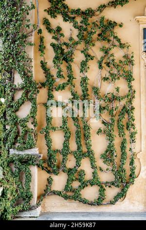 Fichi striscianti sulle mura di Villa Balbianello. Italia Foto Stock