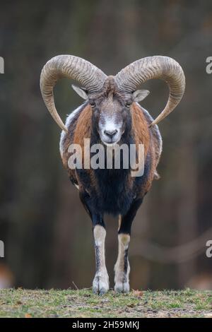 Grande animale mouflon. Ovis gmelini, foresta corned animale in habitat naturale. Fauna selvatica scena dalla natura Foto Stock