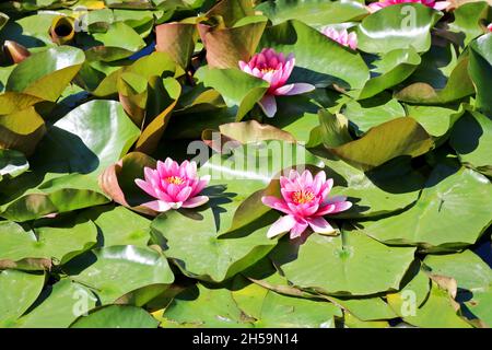 Gigli d'acqua rosa sbocciano in uno stagno di foresta. Piante acquatiche di loto, bellissimi fiori, sfondo naturale. Primo piano. Foto Stock