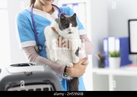 Primo piano di mani veterinarie che tengono bel gatto Foto Stock