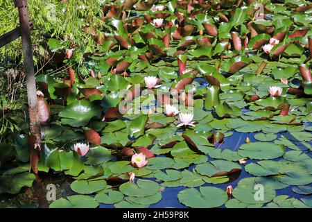 Un campo di gigli d'acqua rosa in fiore in uno stagno di foresta. Piante acquatiche di loto, bellissimi fiori, sfondo naturale. Primo piano. Foto Stock