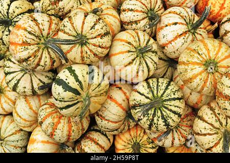 Molti squarci di Carnevale con strisce gialle e verdi Foto Stock