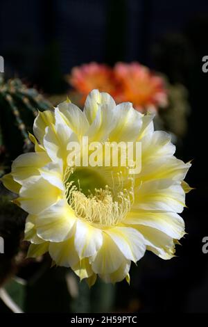 ECHINOPSIS ibrido Icarus con fiori gialli su sfondo cactus scuro. Foto Stock