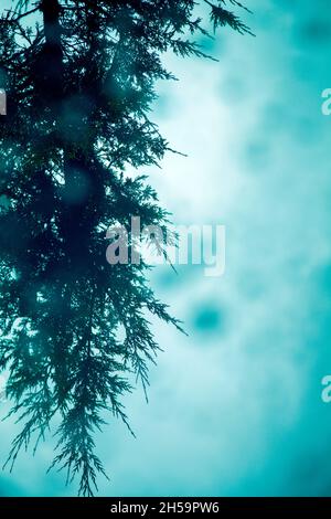 Tree riflessa nella pozzanghera Foto Stock