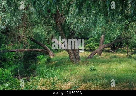 Paesaggio estivo - foresta lussureggiante - grandi alberi che crescono sulla riva del fiume e prato con erba verde. Foto Stock