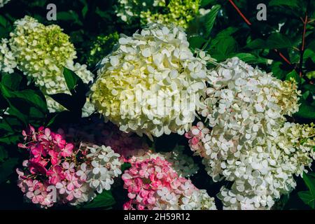 Bella fioritura hydrangea paniculata o cespuglio di limelight con fiori rosa e foglie verdi brillanti, in crescita in un giardino estivo Foto Stock